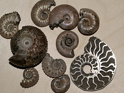 Jurassic ammonites