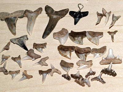 Cretaceous sharks